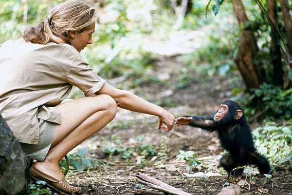 Young researcher Jane Goodall with baby chimpanzee Flint at Gombe Stream Reasearch Center in Tanganyika.
