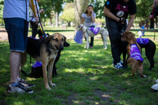 Jornada Adopción Mascotas